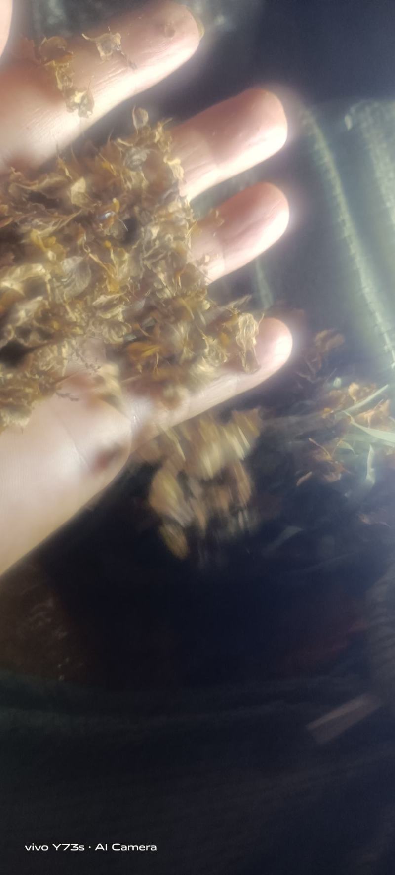 有质虎扙苗产量高易管理