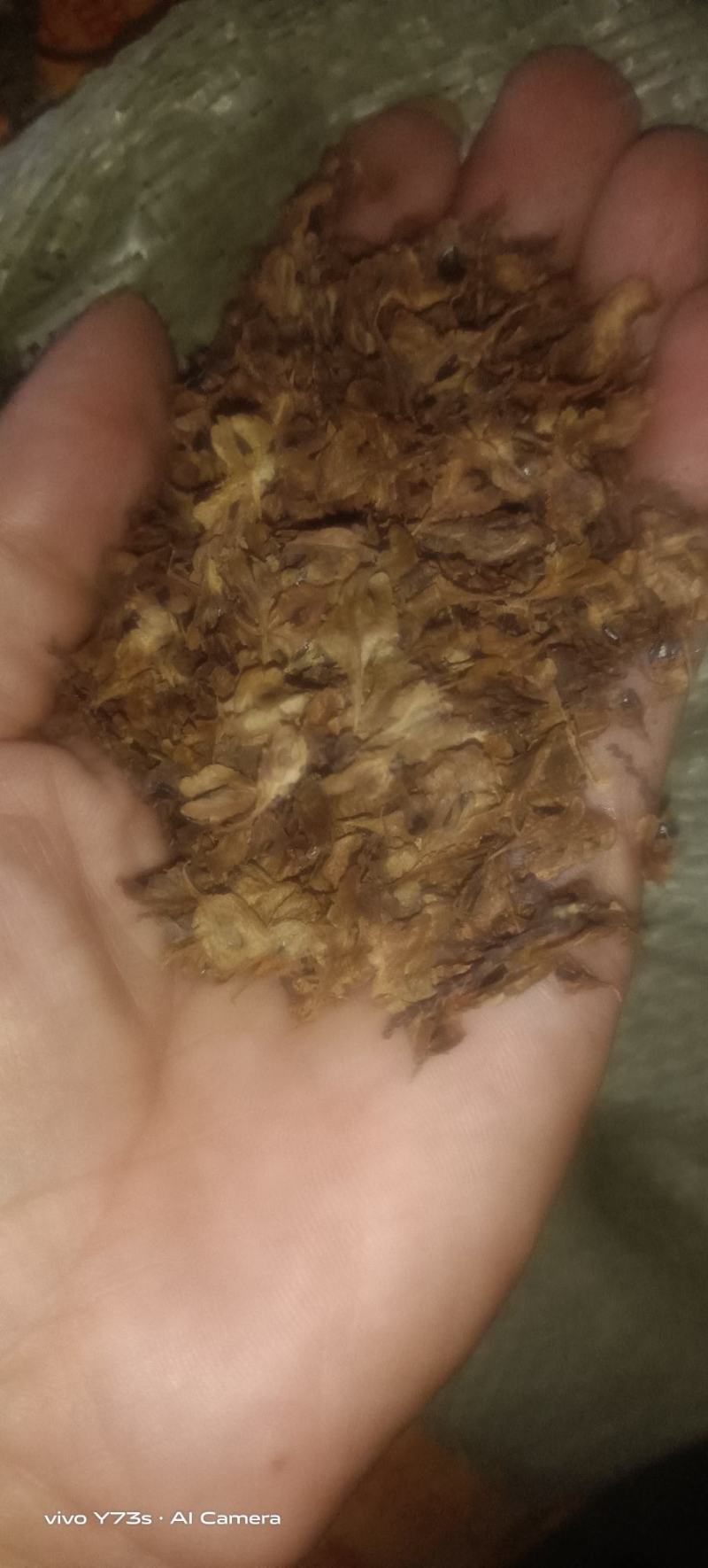 有质虎扙苗产量高易管理