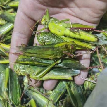 登岛山油大蚂蚱，纯母蚂蚱