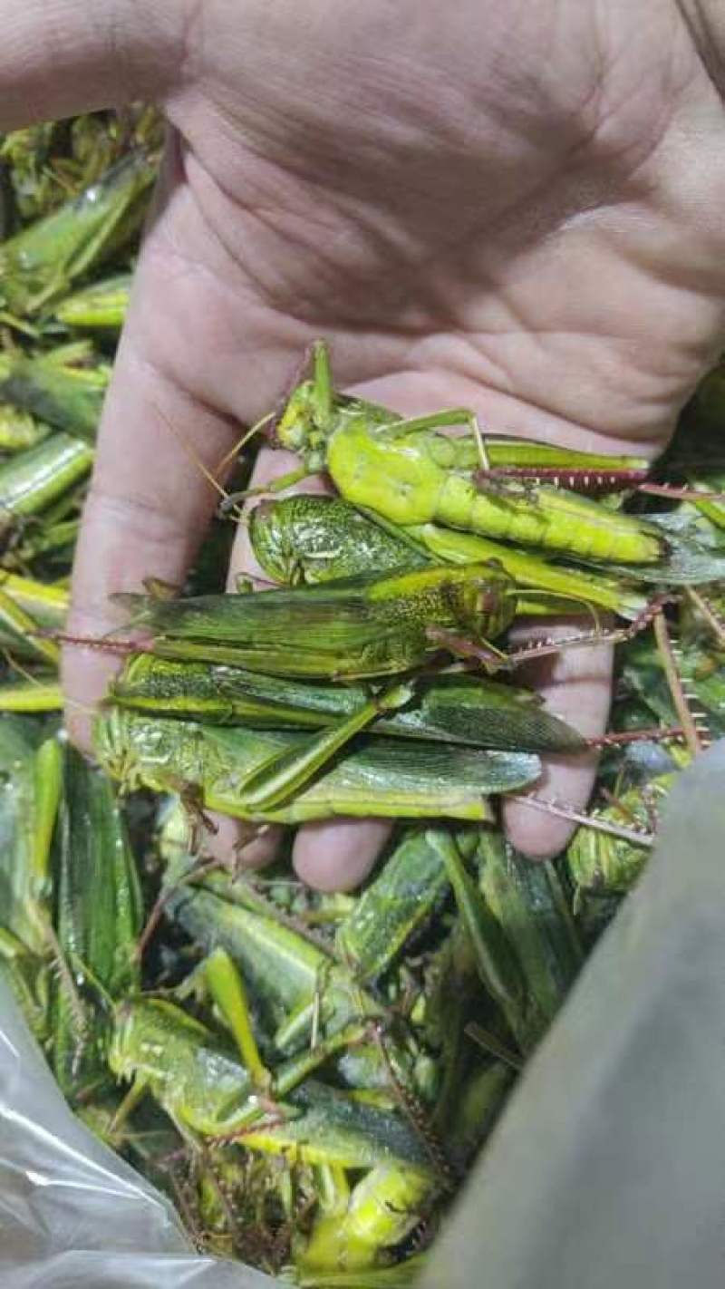 登岛山油大蚂蚱，纯母蚂蚱