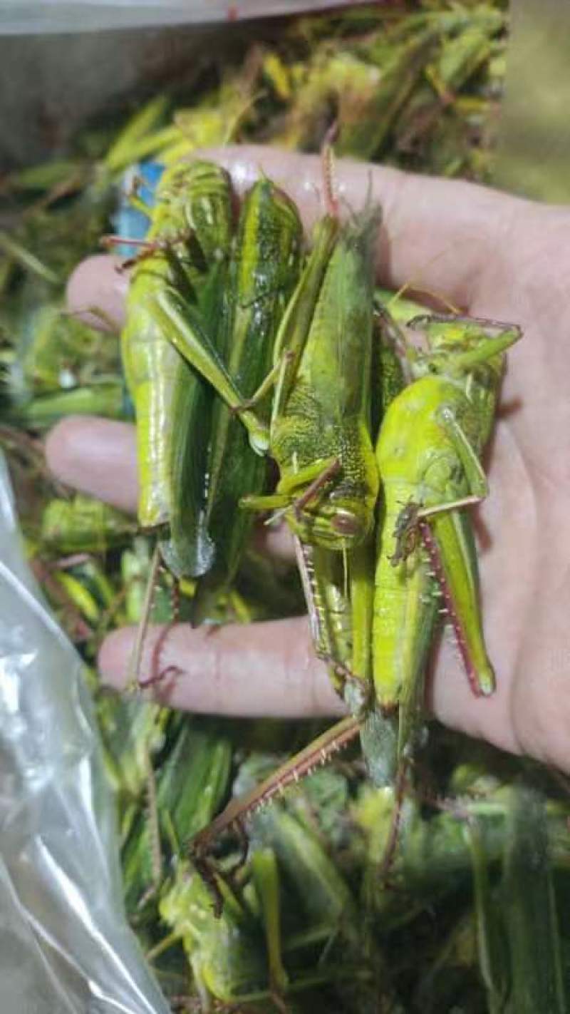 登岛山油大蚂蚱，纯母蚂蚱