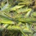 登岛山油大蚂蚱，纯母蚂蚱