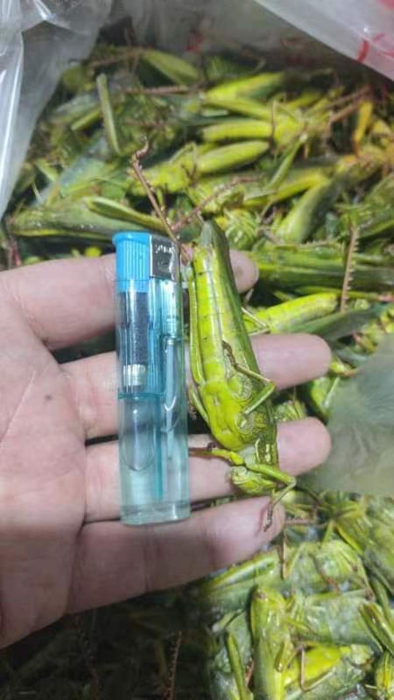 登岛山油大蚂蚱，纯母蚂蚱