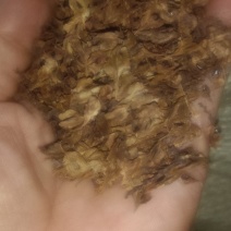 有质虎扙苗产量高易管理