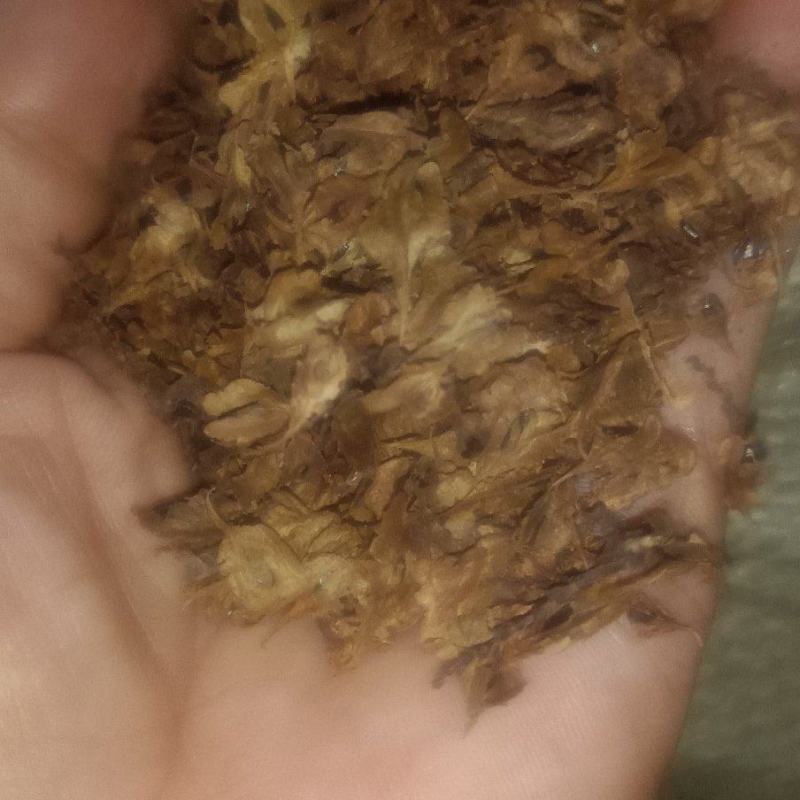 有质虎扙苗产量高易管理