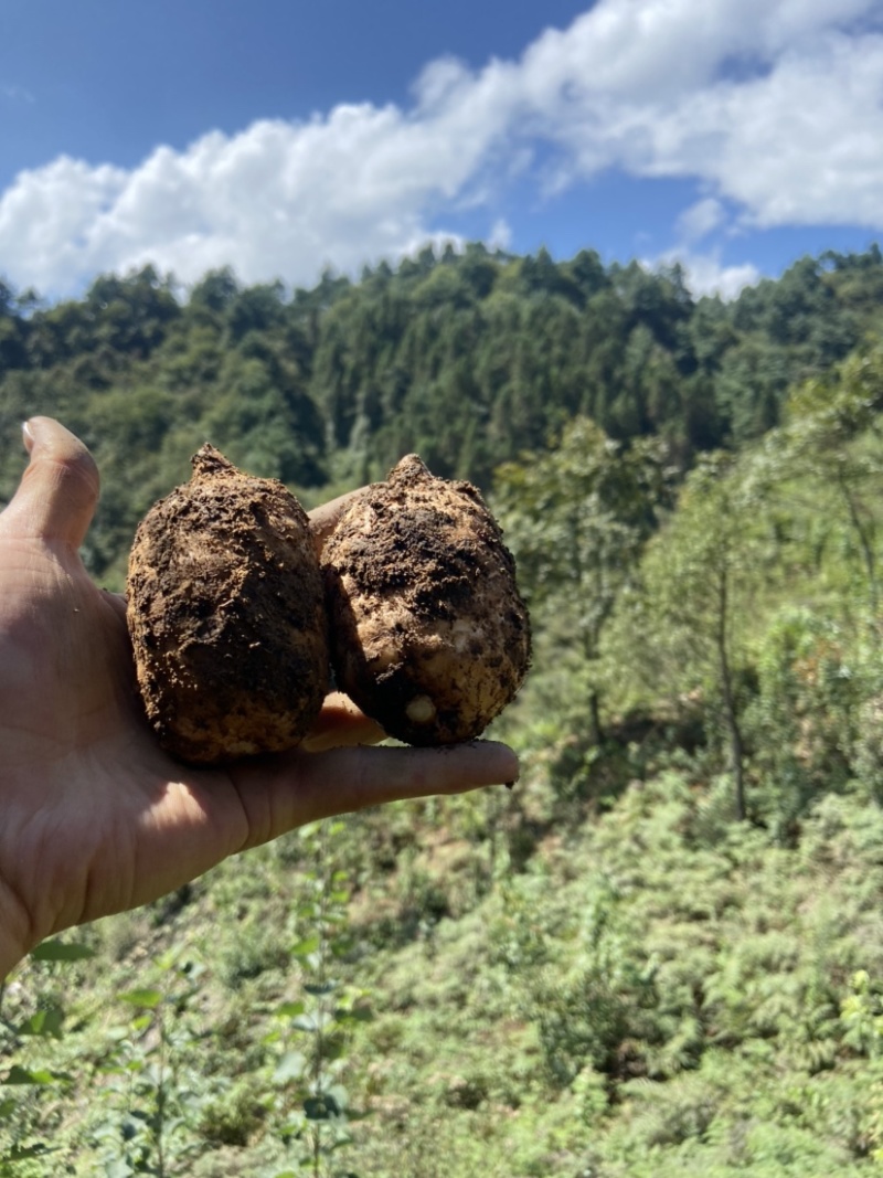 代买小草坝天麻视频看货1元/斤