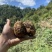 代买小草坝天麻视频看货1元/斤