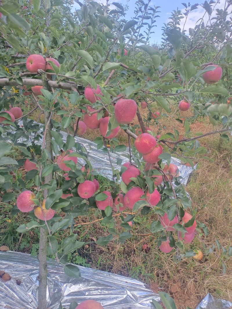 云南昭通丑苹果（冰糖心）
