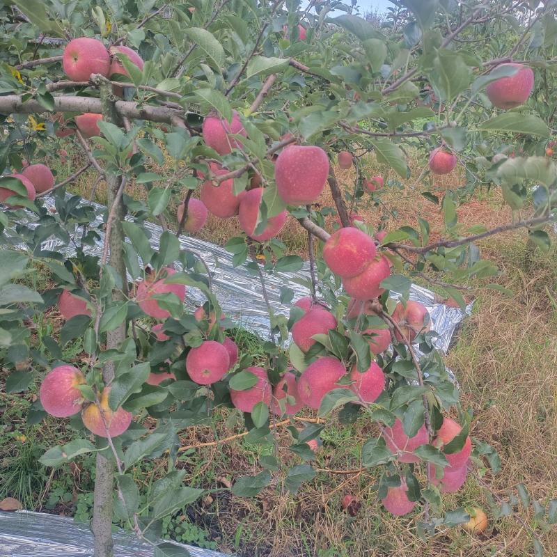 云南昭通丑苹果（冰糖心）