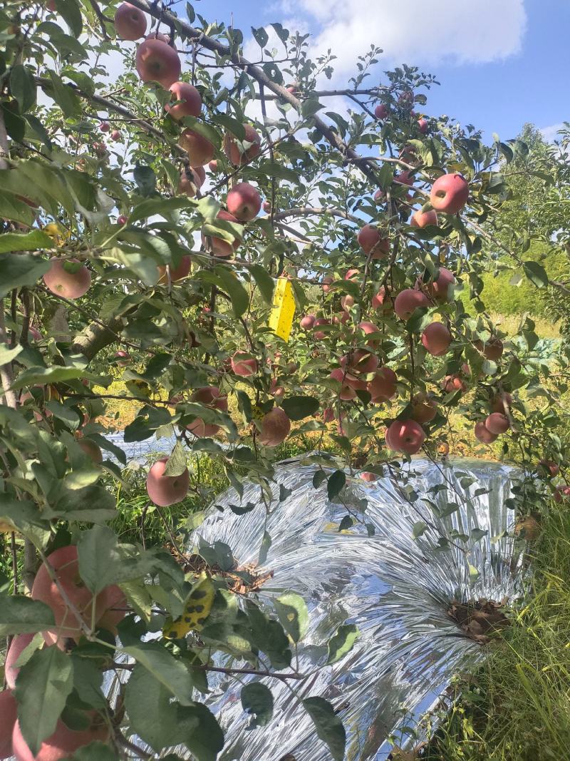 云南昭通丑苹果（冰糖心）