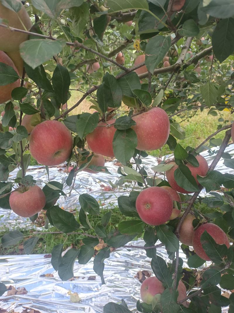 云南昭通丑苹果（冰糖心）