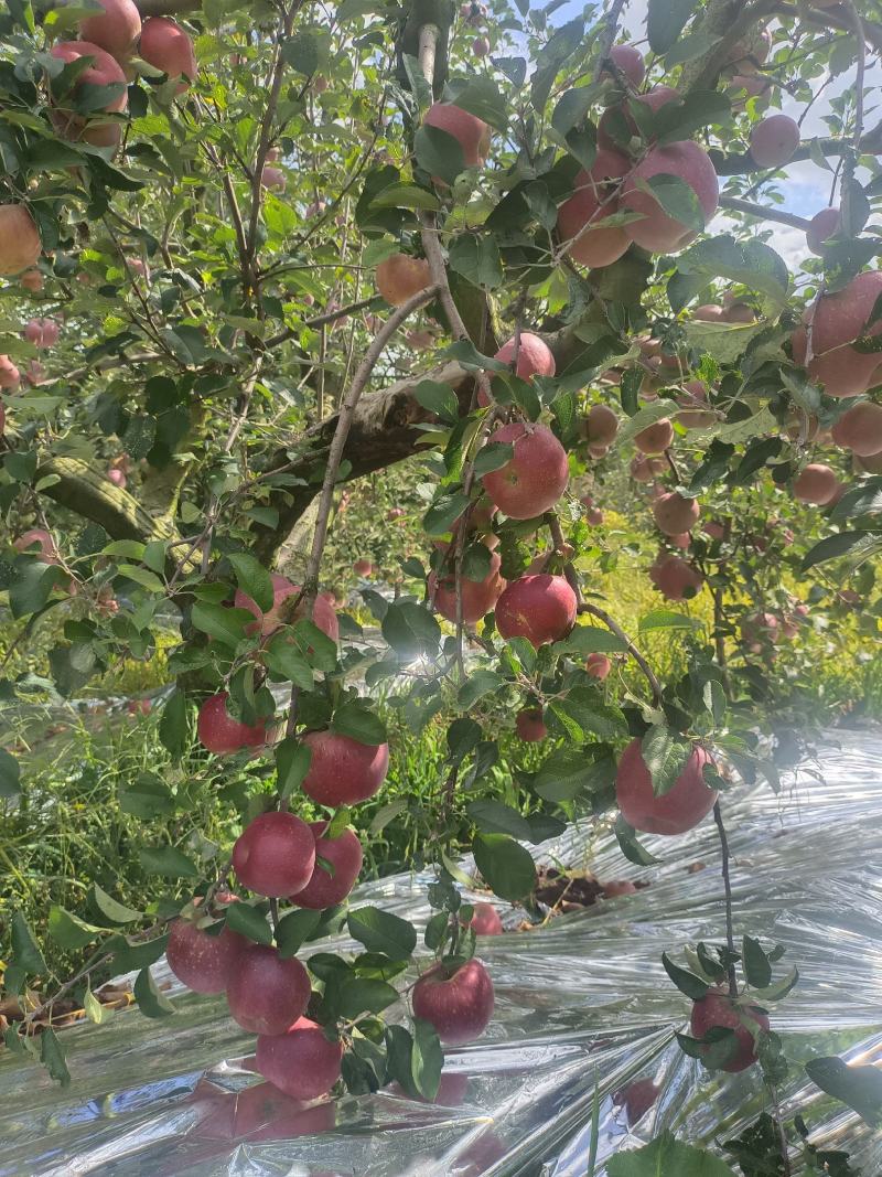 云南昭通丑苹果（冰糖心）