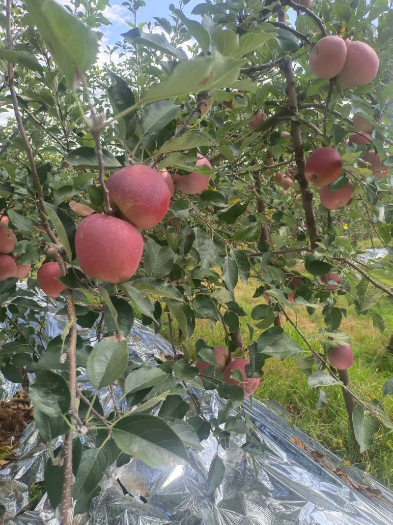 云南昭通丑苹果（冰糖心）