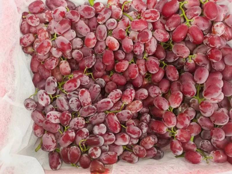 【精品克伦生】克伦生葡萄四川产发全国市场商超量大从优来电优惠