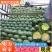 扁包菜【实力商家】墨玉50包菜精品甘蓝基地直供一条龙