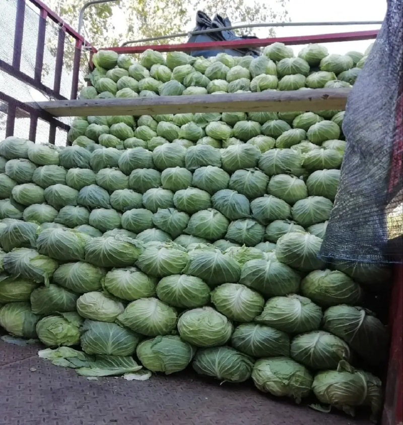 扁包菜【实力商家】墨玉50包菜精品甘蓝基地直供一条龙