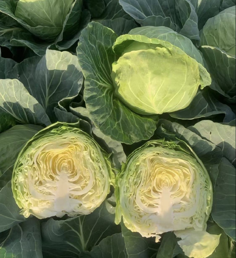扁包菜【实力商家】墨玉50包菜精品甘蓝基地直供一条龙