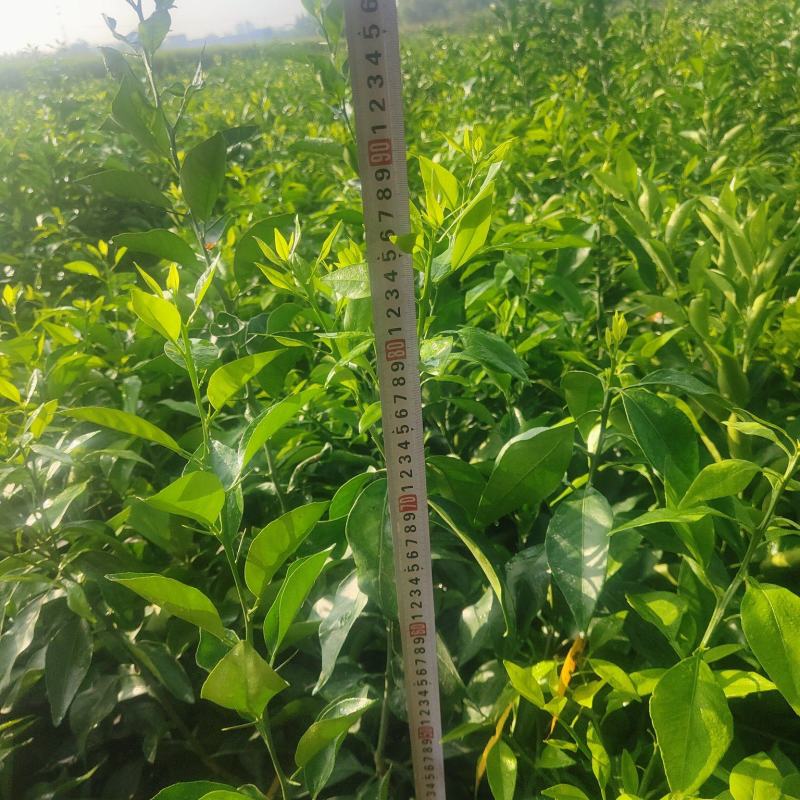 耙耙柑，大雅一号，沃柑，爱媛38，丑柑，明日见，甘平苗子