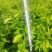 耙耙柑,大雅一号,沃柑,爱媛38,丑柑,明日见,甘平苗子