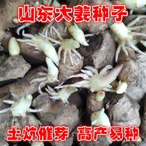 山东生姜种姜种土坑催芽品种齐全高产易种