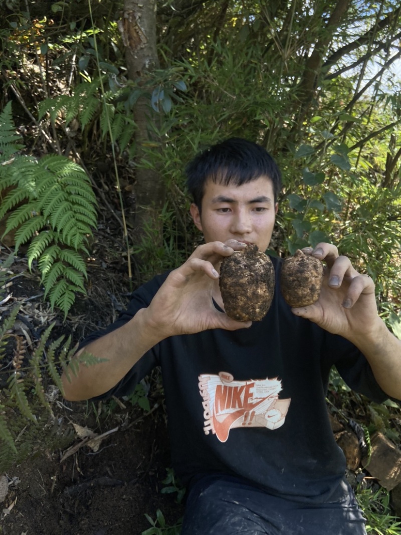 云南昭通彝良小草坝天麻天麻欢迎大家咨询采购