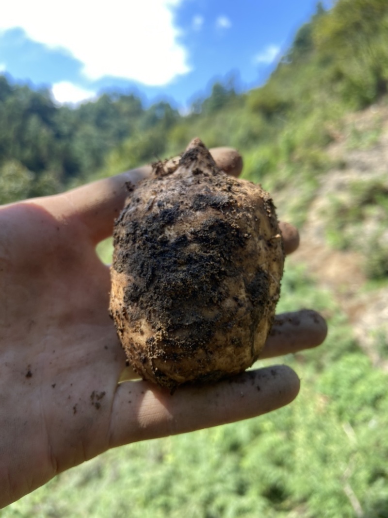 小草坝天麻高山天麻昭通天麻乌天麻原始生态天麻