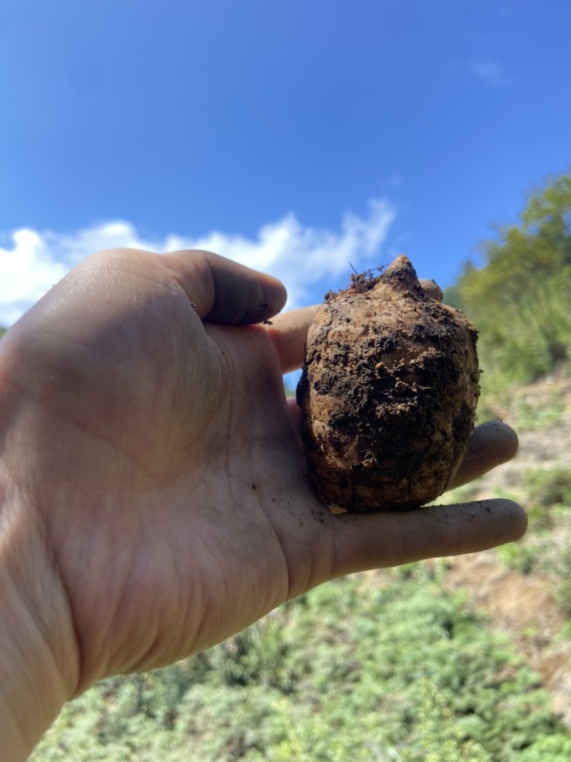 小草坝天麻高山天麻昭通天麻乌天麻原始生态天麻