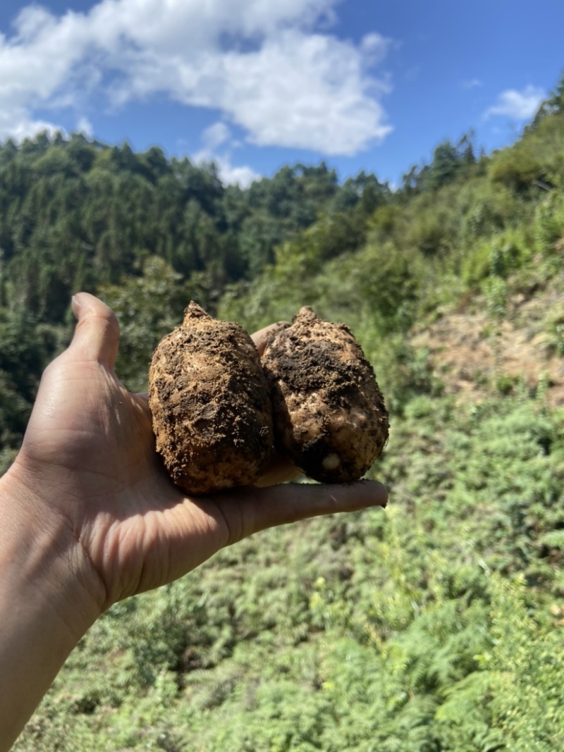 小草坝天麻高山天麻昭通天麻乌天麻原始生态天麻