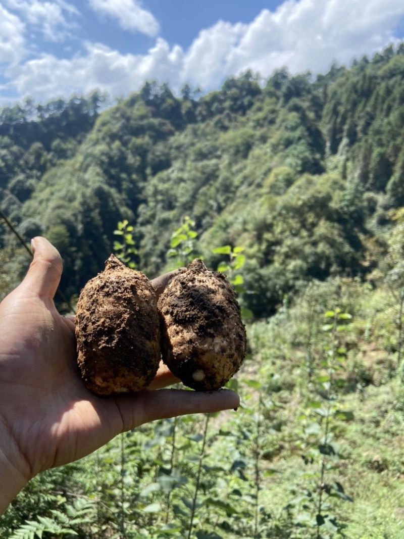 小草坝天麻高山天麻昭通天麻乌天麻原始生态天麻