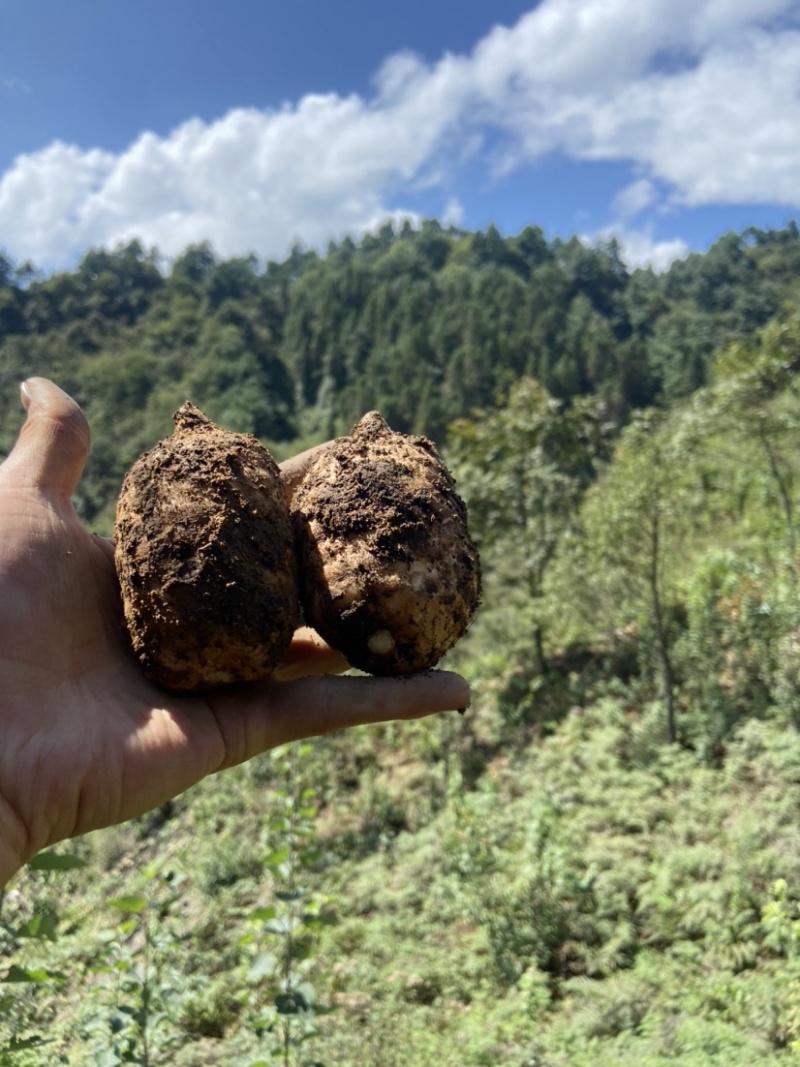 小草坝天麻高山天麻昭通天麻乌天麻原始生态天麻