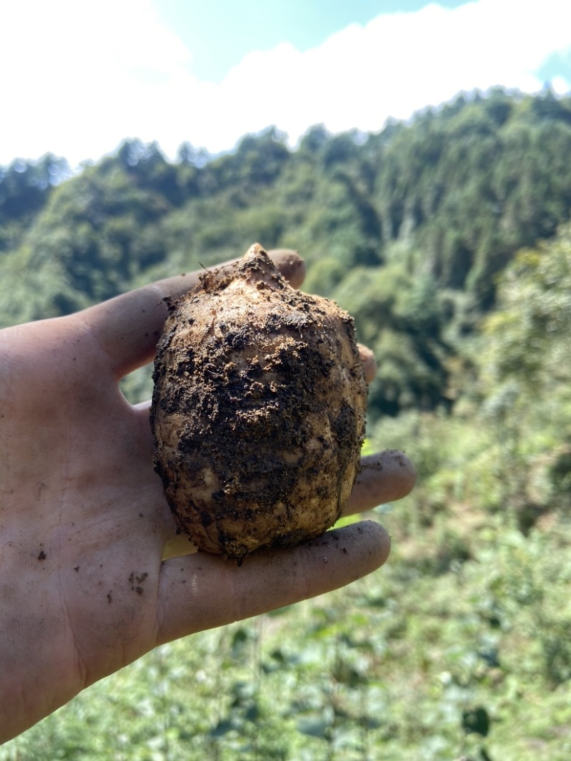 小草坝天麻高山天麻昭通天麻乌天麻原始生态天麻