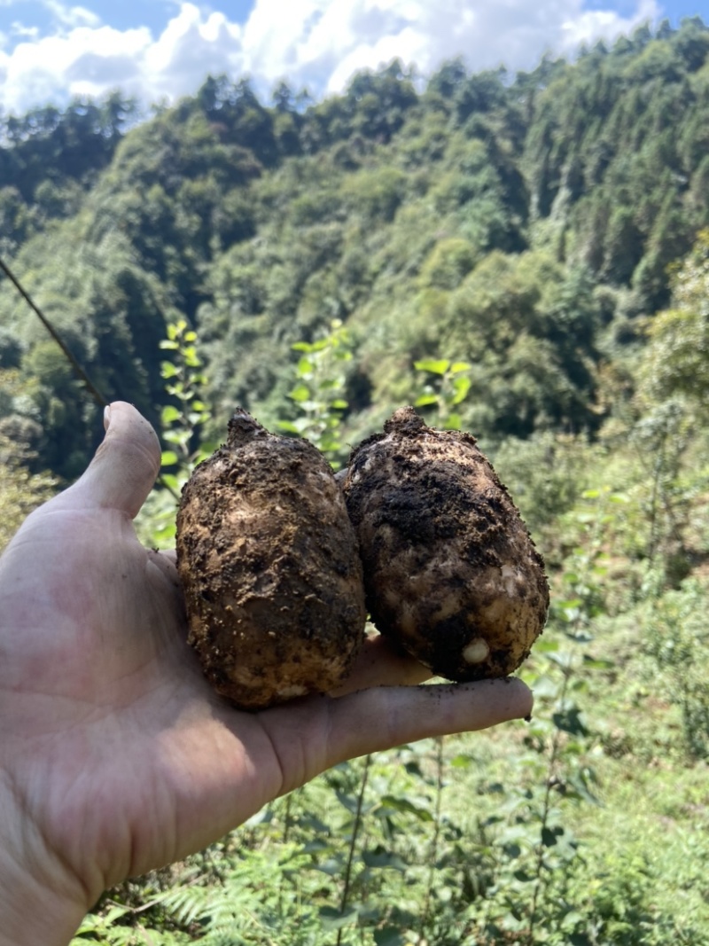 小草坝天麻高山天麻昭通天麻乌天麻原始生态天麻