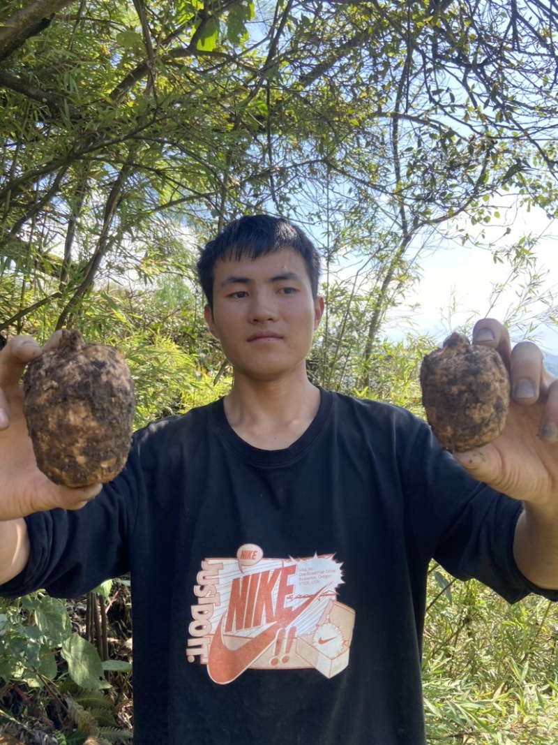 仿野生天麻小草坝天麻原始生态天麻昭通乌天麻