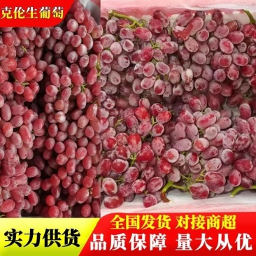 【精品克伦生】克伦生葡萄四川产发全国市场商超量大从优来电优惠