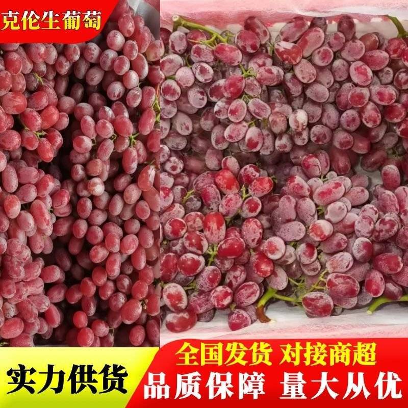 【精品克伦生】克伦生葡萄四川产发全国市场商超量大从优来电优惠