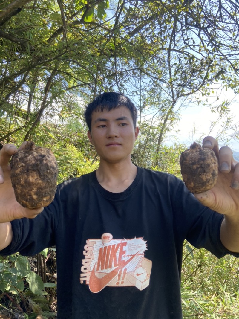 林下天麻小草坝天麻云南昭通天麻供应链乌天麻