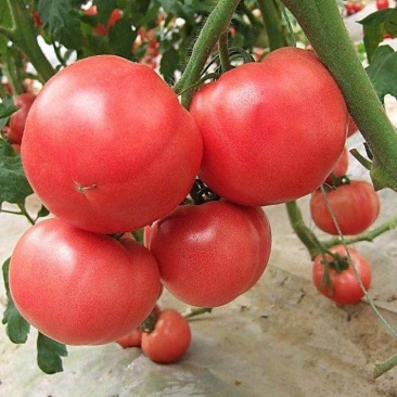 西红柿番茄