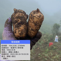 正宗小草坝天麻云南昭通天麻原生态天麻皮不苦不麻