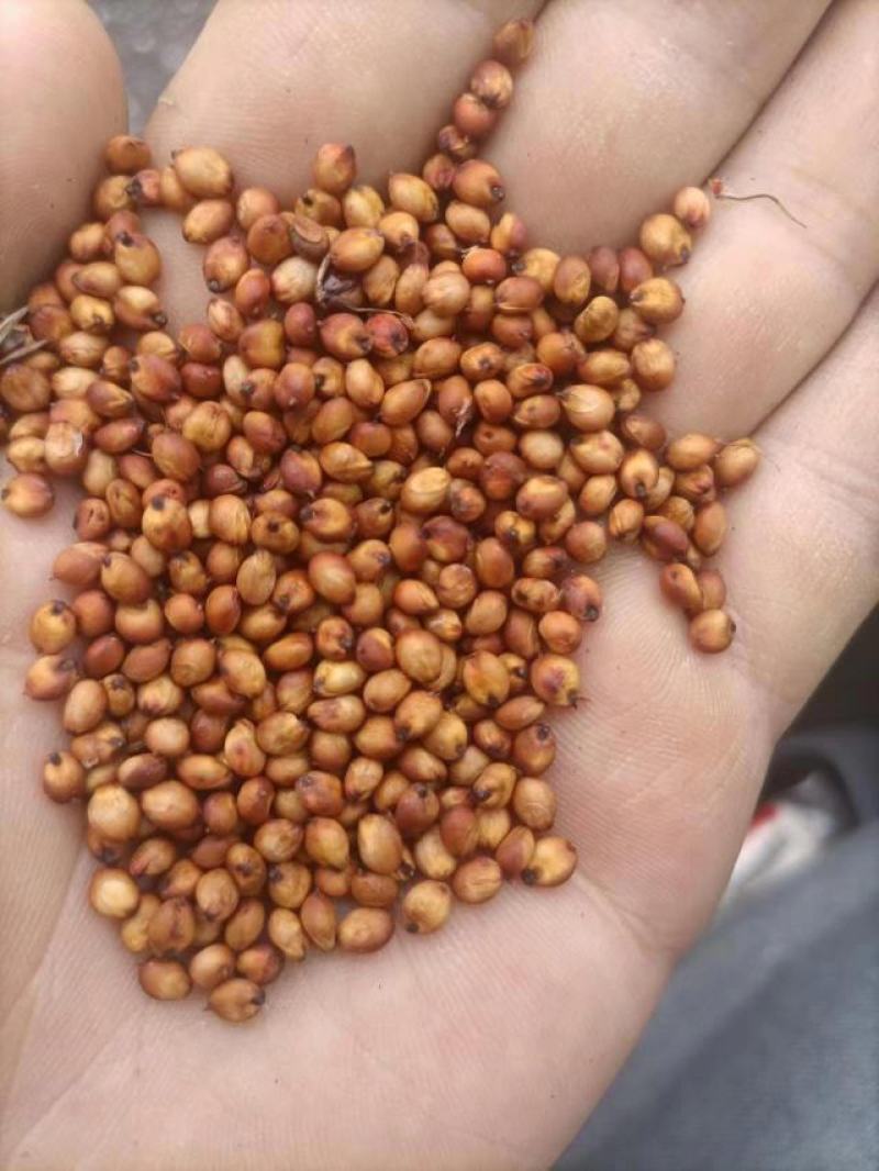 红缨子高粱精品小颗粒耐蒸煮出酒率好的小红梁