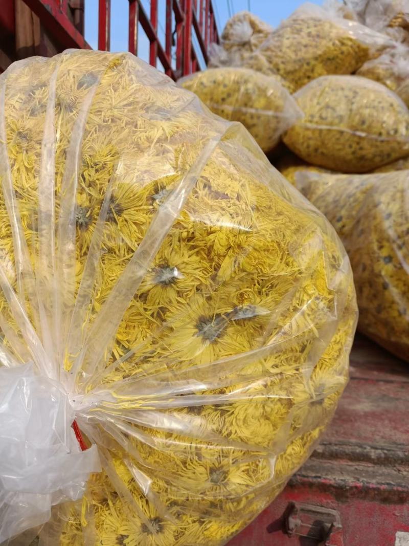 桐乡胎菊，北京菊，黄山贡菊，七月菊，金丝皇菊，新货上市，