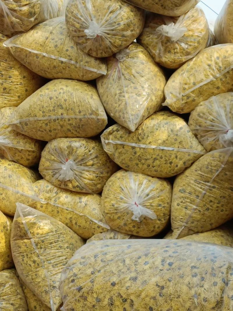 桐乡胎菊，北京菊，黄山贡菊，七月菊，金丝皇菊，新货上市，