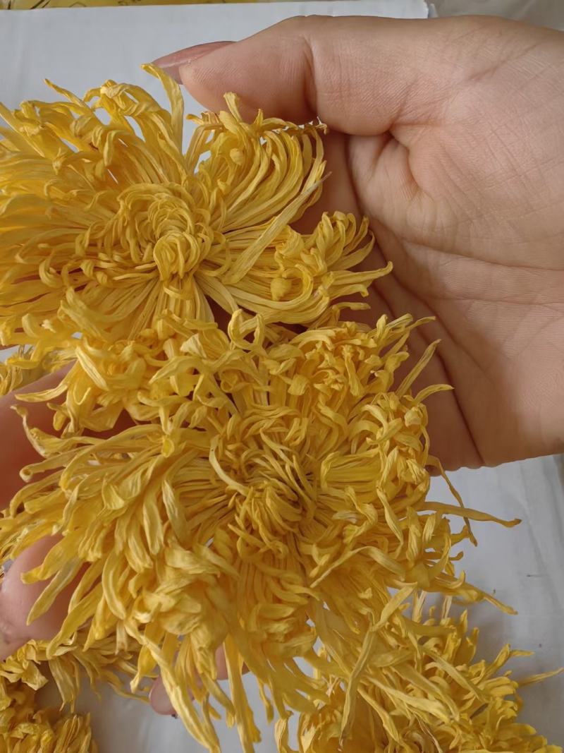 黄山贡菊，七月菊，北京菊，金丝皇菊，新货上市，量大批发