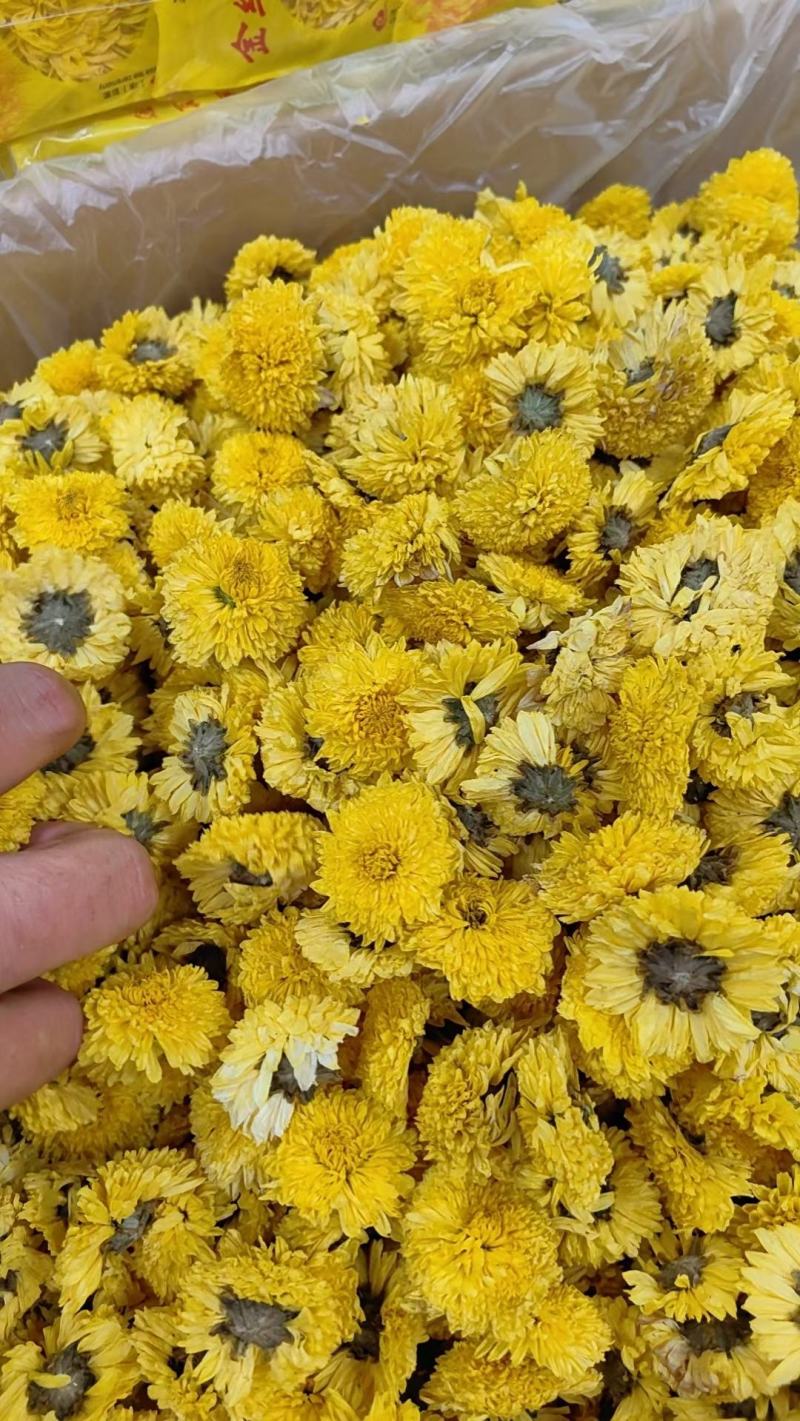 黄山贡菊，七月菊，北京菊，金丝皇菊，新货上市，量大批发