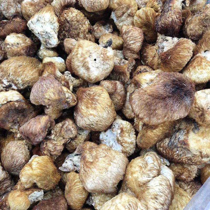 猴头菇，纯野生猴头菇，长白山的野生猴头菇
