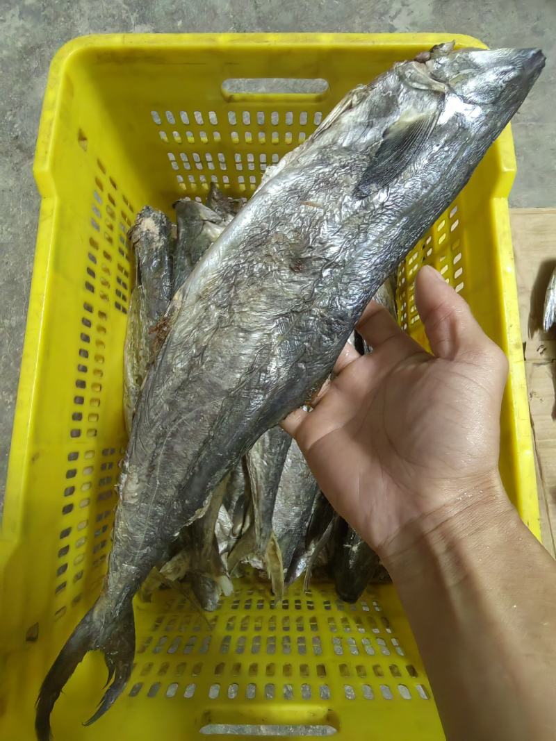 梅香马鲛鱼咸香净肉腌制咸香海鱼海产海货咸鱼茄子煲梅香