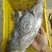 梅香马鲛鱼咸香净肉腌制咸香海鱼海产海货咸鱼茄子煲梅香