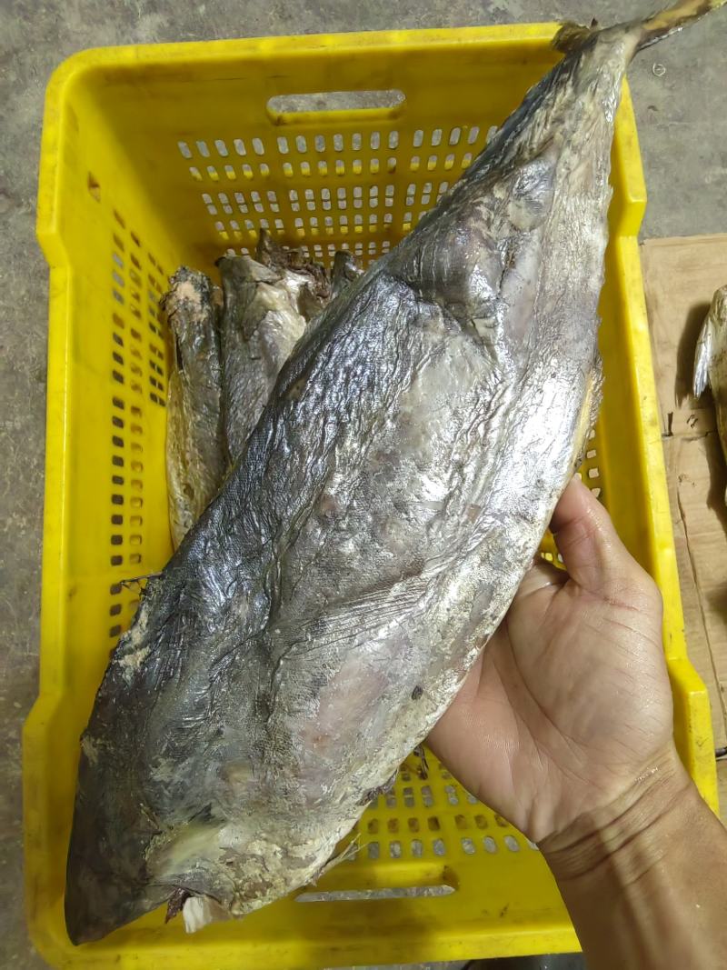 梅香马鲛鱼咸香净肉腌制咸香海鱼海产海货咸鱼茄子煲梅香