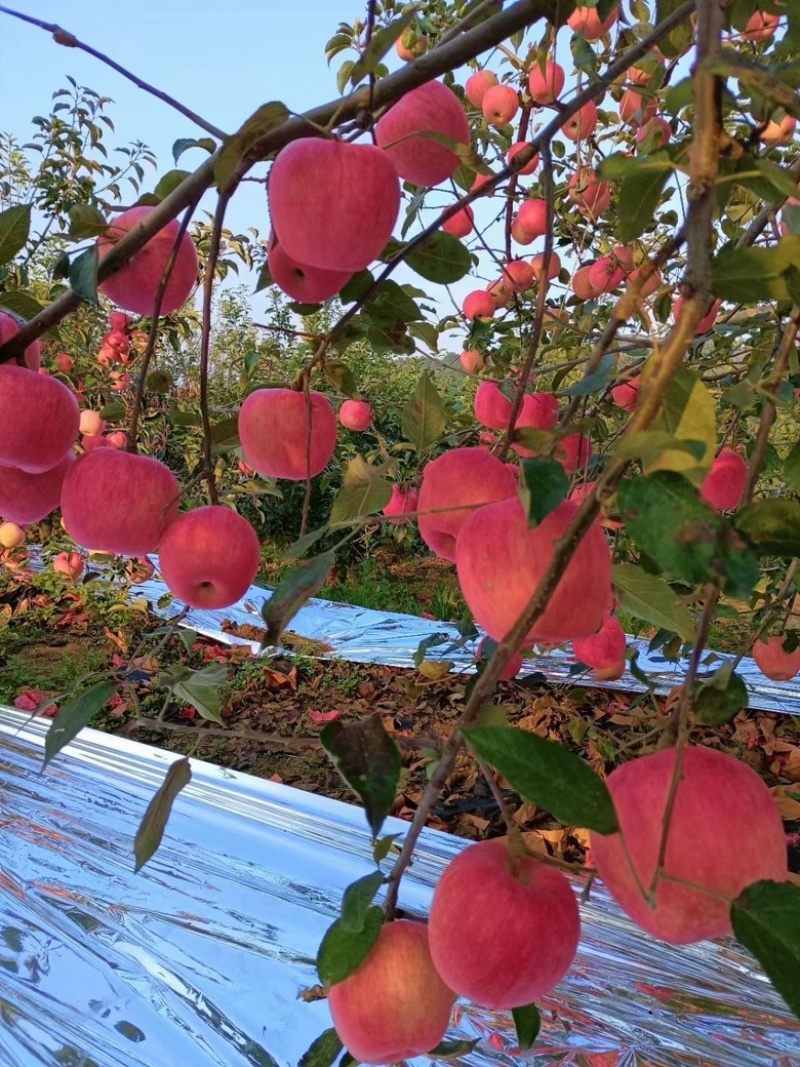 绥中产区，韩富士苹果！大量上市！
