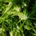 荠菜鲜荠菜现挖现发产地直发全国发货