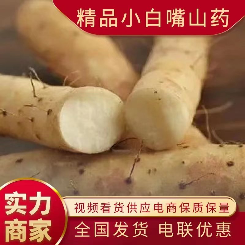 【精品推荐】普通白嘴5斤装网袋，量大从优代发全国各地